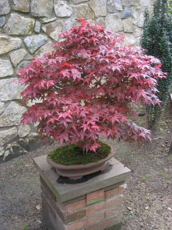 acer palmatum ( Kırmızı Japon Akça Ağacacı )